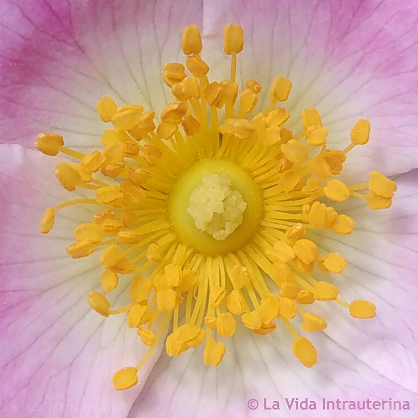 solflor_©LaVidaIntrauterina